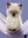 kitty