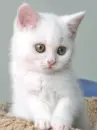 kitty