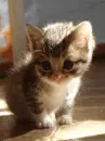 kitty