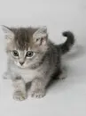 kitty