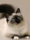 kitty