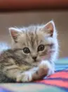kitty