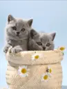 kitties