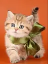 kitty