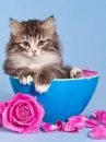 kitty