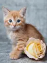 kitty