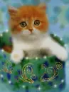 kitty