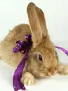 bunny