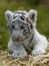white tiger cub