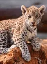 leopard cub
