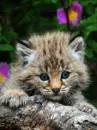 cheetah cub