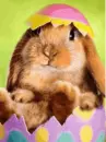 easter bunny