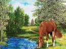 horse grazing