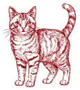 cat