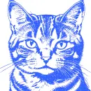 cat