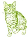 cat