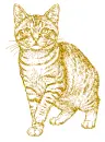 cat