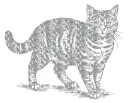 cat
