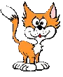 orange kitty