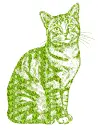 cat