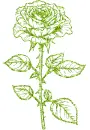 rose