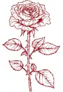 rose