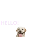 hello