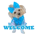 welcome
