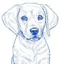 labrador