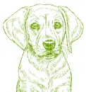labrador