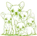 chihuahua family