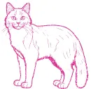 cat