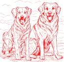 Golden retrievers 