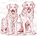 Golden retrievers 