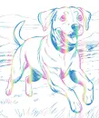 dog (Bren)