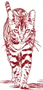 cat