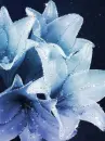 lilies