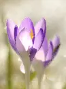 purple crocus