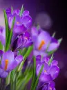 purple crocus