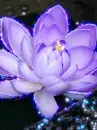 purple flower