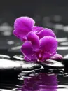 orchids