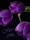 for you - tulips