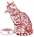 cat