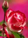 rose