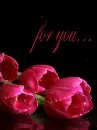 for you - tulips