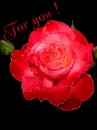 for you - rose