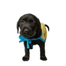 cute puppy