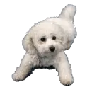 happy dog