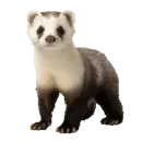ferret
