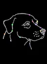 labrador